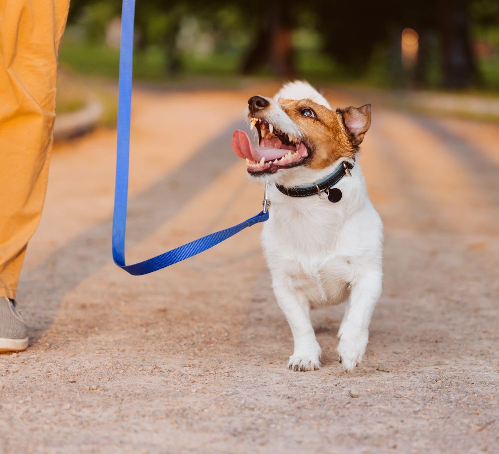 dog walking homepage