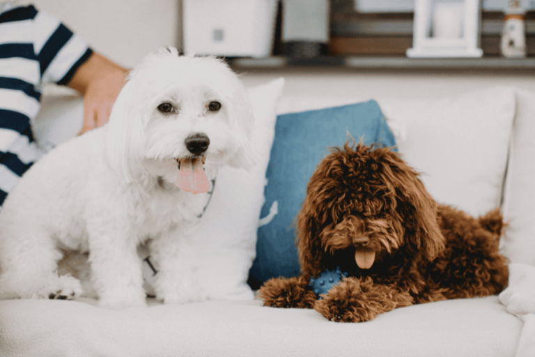 How to Hire a Pet Sitter What Every Pet Parent Should Know Before Trusting Someone With Your Home and Pets