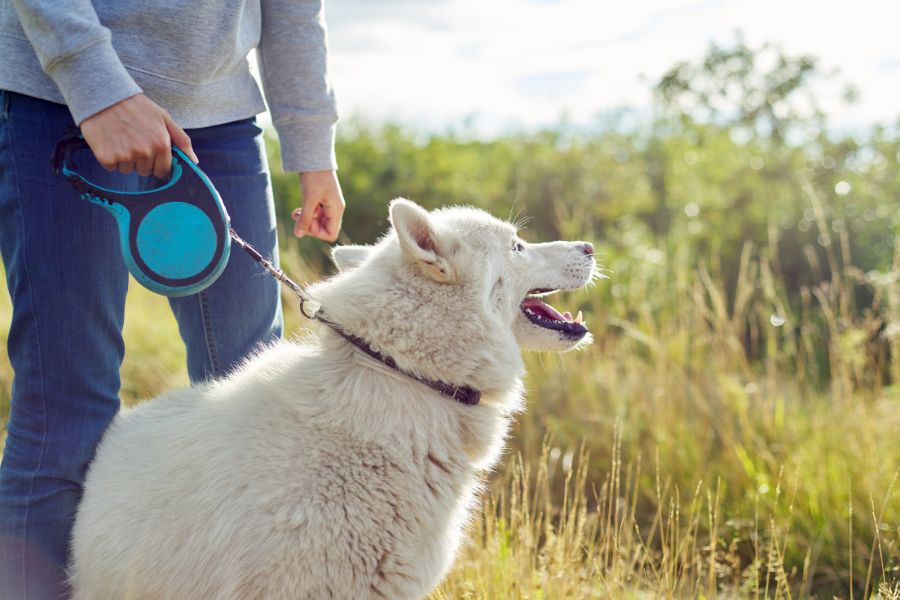 The False Sense of Convenience Why I’ll Never Recommend a Retractable Leash