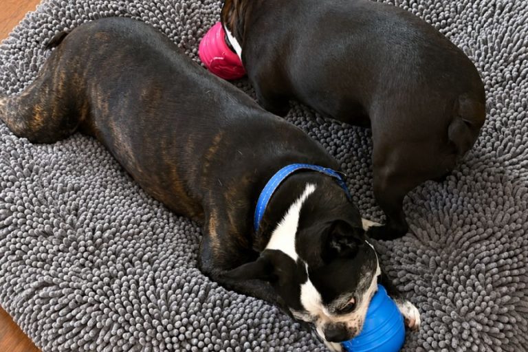 Weathering the Ruff Days Indoor Enrichment Ideas for Dogs