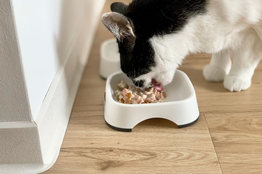Choosing the Right Care for Your Furkid