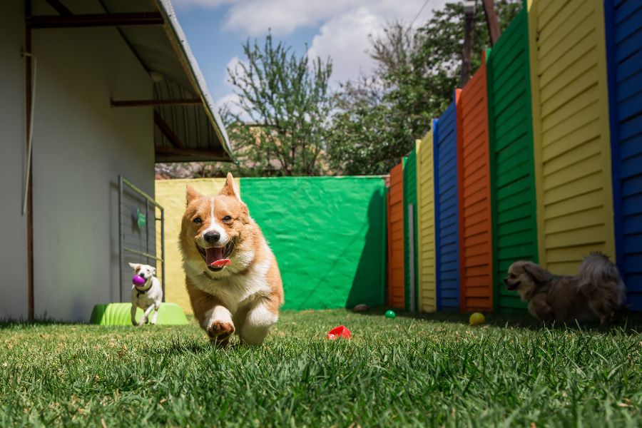 Pet Care Has Evolved Choosing the Right Care for Your Furkid