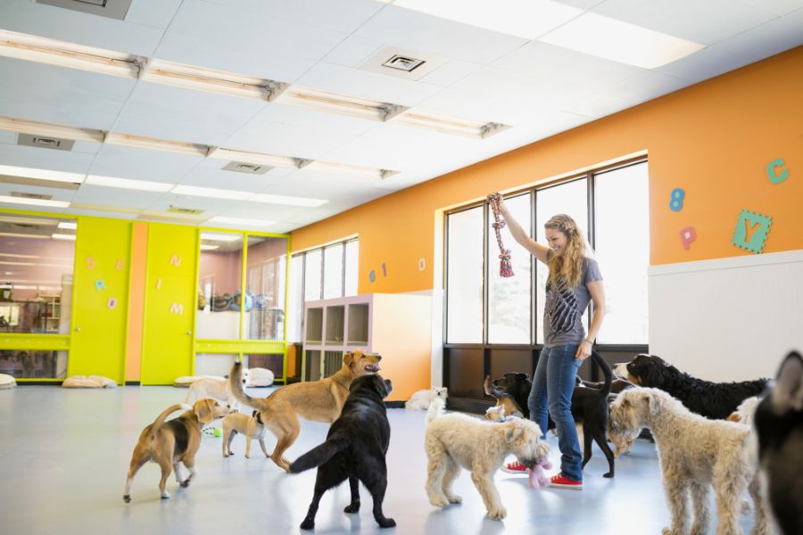 Right Care for Your Furkid