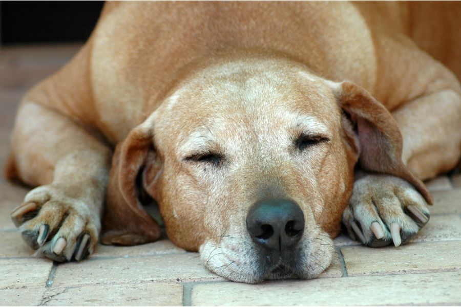 senior cat and dog blog