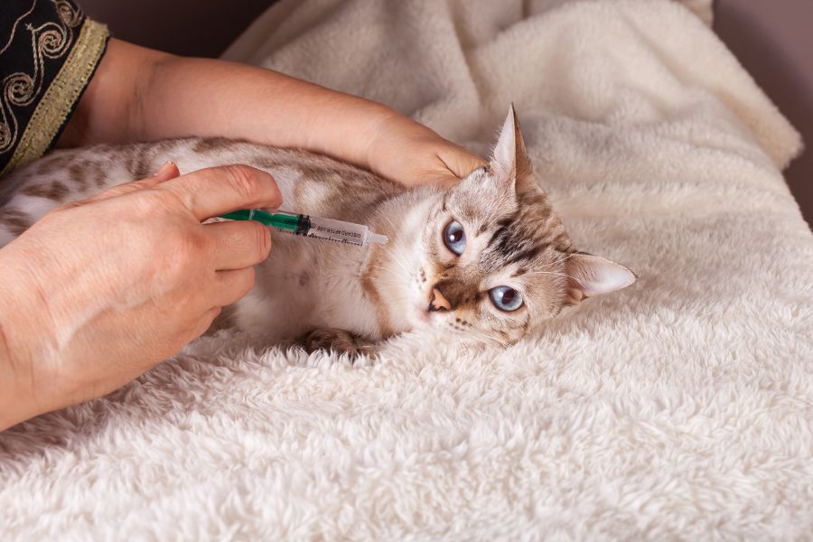 the Right Care for Your Furkid
