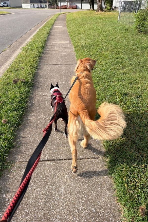 More Than a Walk: How to Walk Your Dog Safely, Confidently & With Purpose