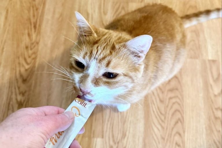 Raising the Standard in Professional Pet Care