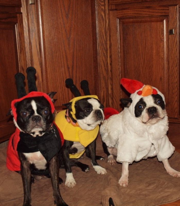 Halloween Pet Safety: Keep the Spooky Fun for the Humans